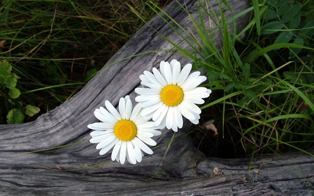 Two-White-Daisy